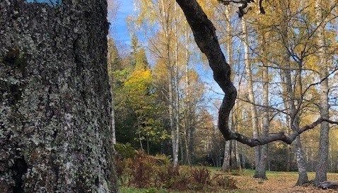 Kartlegging av kjente, men udokumenterte naturtyper